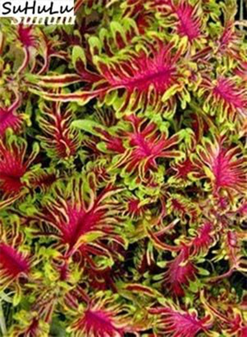 GGOOT New 200 pcs Coleus Plant Seeds for Gardening Green Pink - Image 1