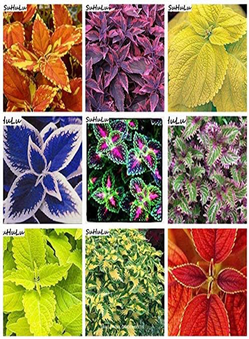 GGOOT New 200 pcs Coleus Plant Seeds for Gardening Green Pink - Image 2