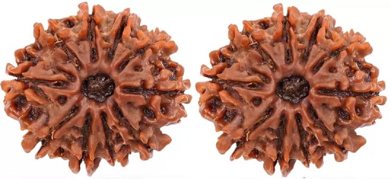 ShivTantra Combo of 10 Mukhi Bead RUDRAKSHA lab Certified (Brown) - Image 1