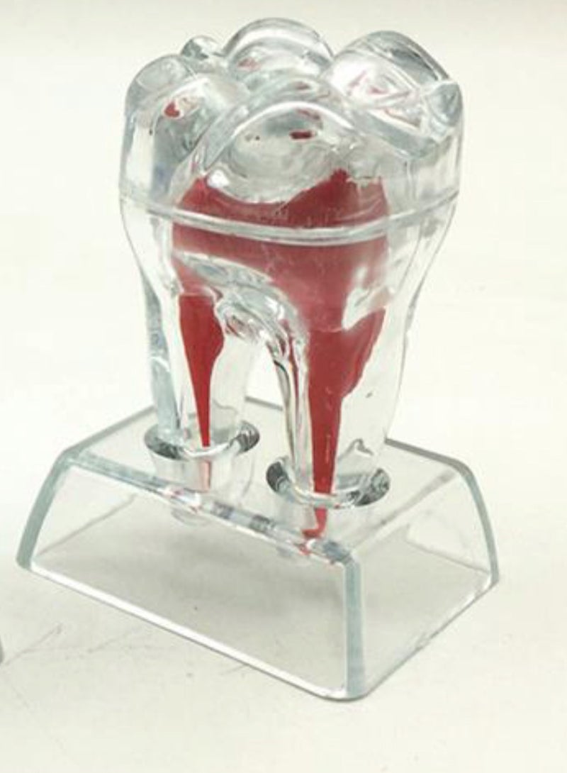 نموذج تشريحي للأسنان قابل للفصل