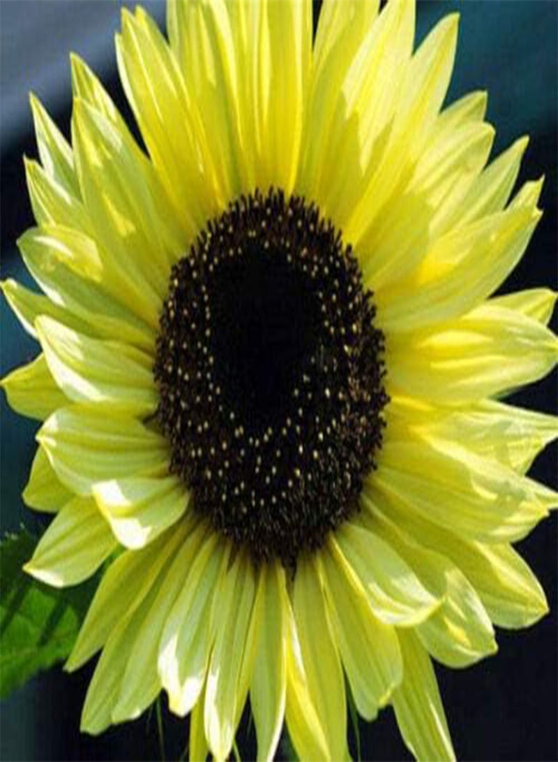 GGOOT Fresh Seeds - Sunflower Seeds, Lemon Queen, Yellow Sunflowers, Heirloom Sunflower Seeds, 50ct