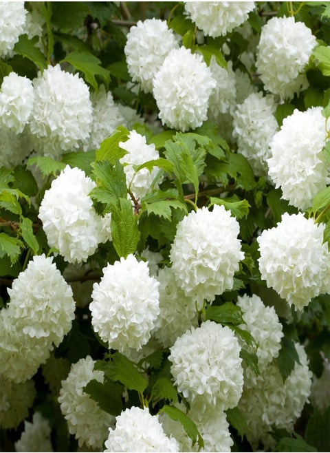 - Three Viburnum opulus 'Roseum' Snowball Tree in 9cm Pots Ready to Plant Out - Snowball Tree in a 9cm Pot Deciduous Shrubs for Gardens Hardy Plants for Outdoors in Garden Approx Growth 4m