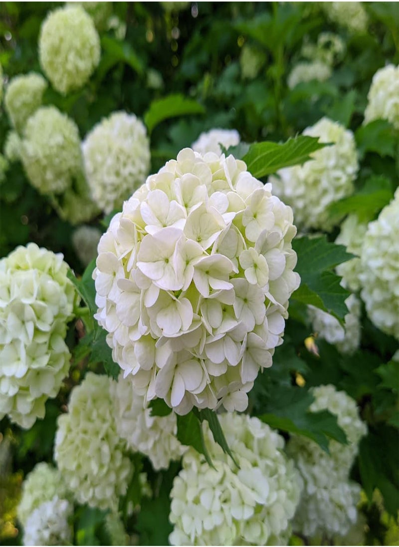 - Three Viburnum opulus 'Roseum' Snowball Tree in 9cm Pots Ready to Plant Out - Snowball Tree in a 9cm Pot Deciduous Shrubs for Gardens Hardy Plants for Outdoors in Garden Approx Growth 4m