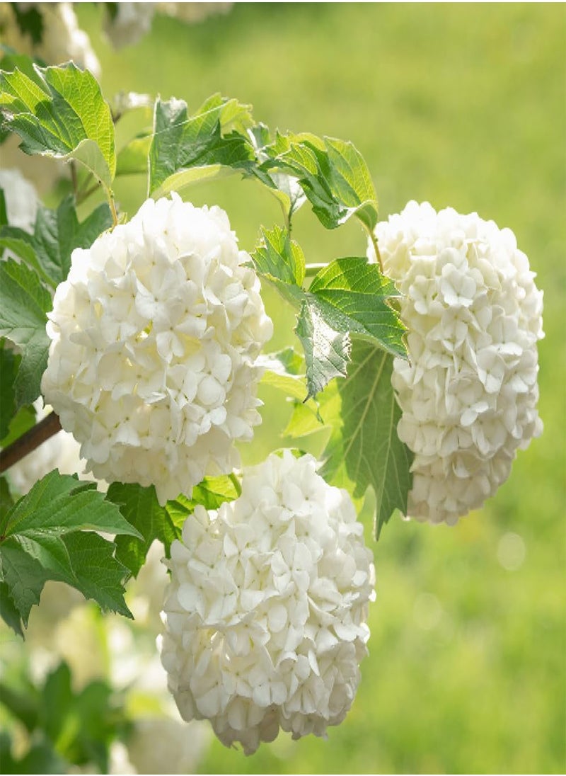 - Three Viburnum opulus 'Roseum' Snowball Tree in 9cm Pots Ready to Plant Out - Snowball Tree in a 9cm Pot Deciduous Shrubs for Gardens Hardy Plants for Outdoors in Garden Approx Growth 4m