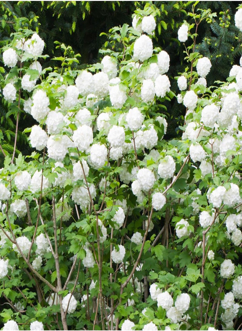 - Three Viburnum opulus 'Roseum' Snowball Tree in 9cm Pots Ready to Plant Out - Snowball Tree in a 9cm Pot Deciduous Shrubs for Gardens Hardy Plants for Outdoors in Garden Approx Growth 4m