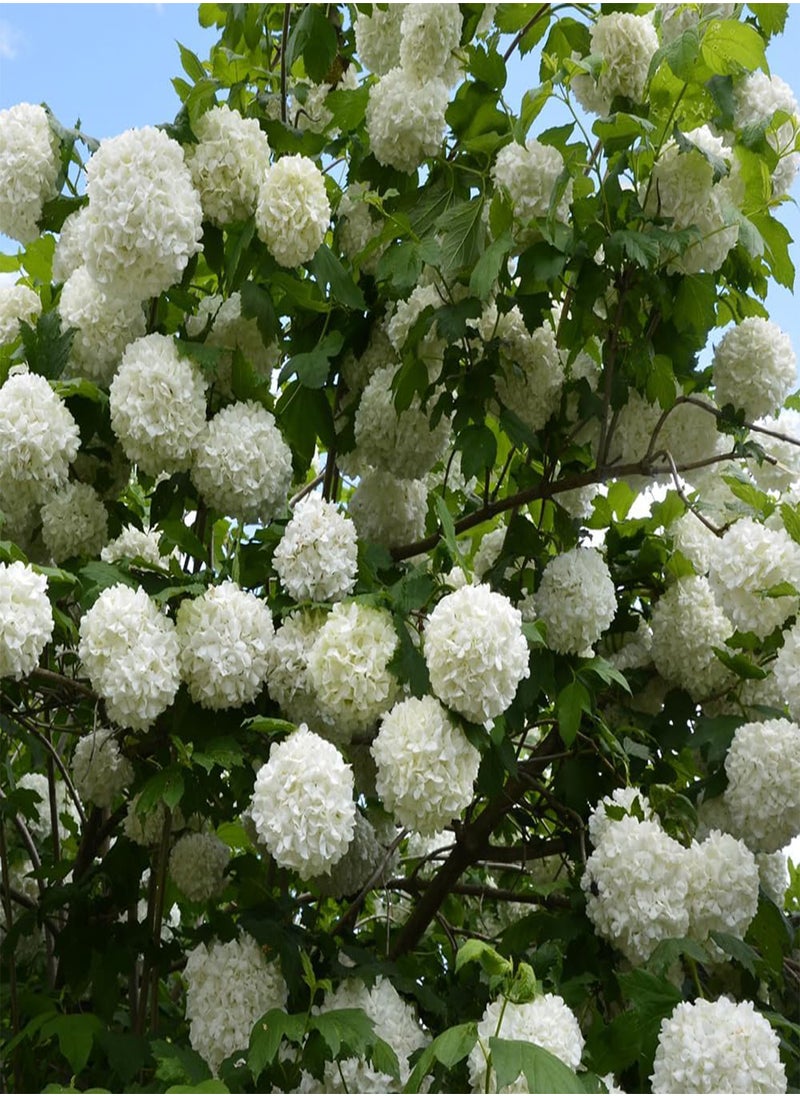 - Three Viburnum opulus 'Roseum' Snowball Tree in 9cm Pots Ready to Plant Out - Snowball Tree in a 9cm Pot Deciduous Shrubs for Gardens Hardy Plants for Outdoors in Garden Approx Growth 4m