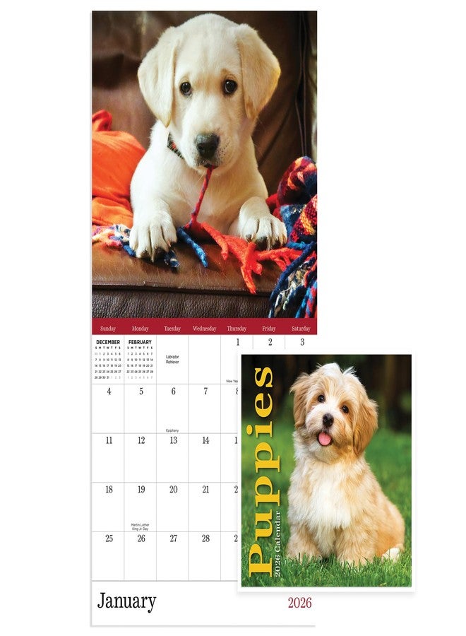 TF Publishing 2026 Puppies Mini Calendar with Monthly Grids for Appointments and Scheduling - Vertical Small Wall Calendar 2026 with Premium Gloss Paper for Home and Office Organization - 7x7in - Image 1