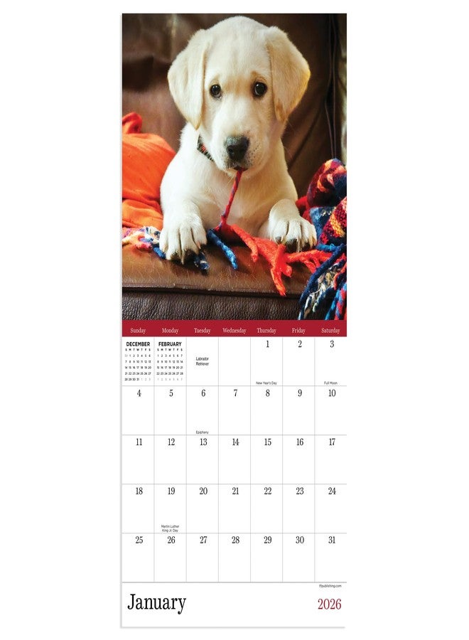 TF Publishing 2026 Puppies Mini Calendar with Monthly Grids for Appointments and Scheduling - Vertical Small Wall Calendar 2026 with Premium Gloss Paper for Home and Office Organization - 7x7in - Image 3