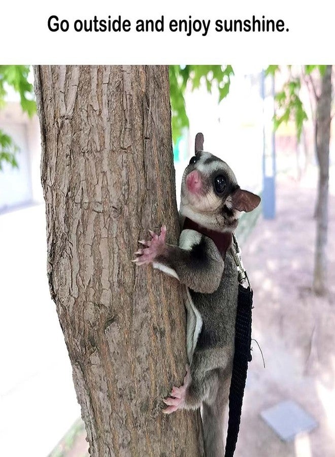 Fejapa 3+1 Sugar Gliders Harness Leash Set with Carrier Carry Carrying Bag Pounch Training Walking Gear Traction Rope Strap Small Animal Leash for Hamster Lizards Dragon Squirrels Rats - Image 3