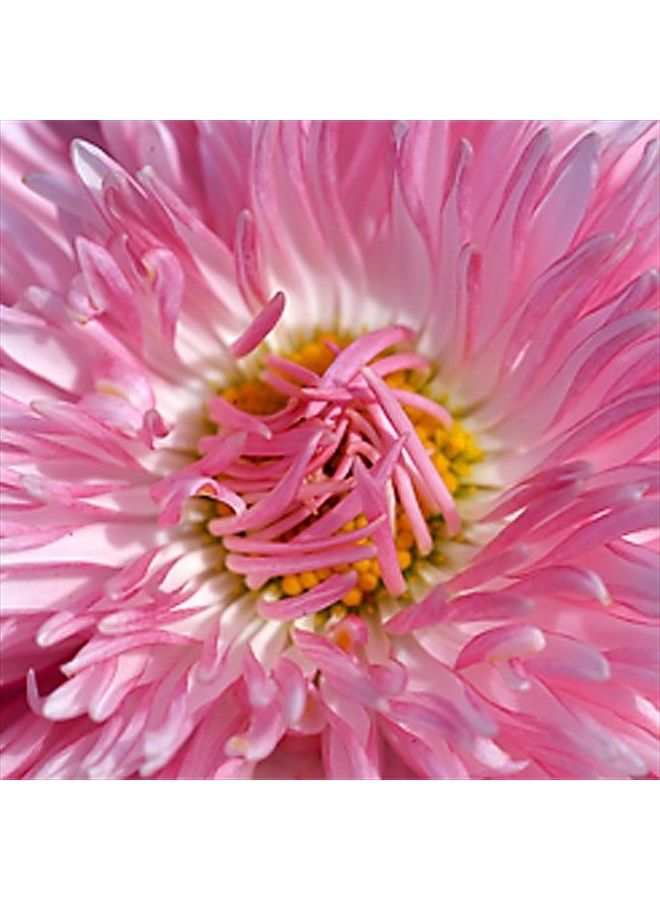 Fotodiox 77mm Macro Reverse Mount Adapter, for Canon EOS 1D, 1DS, Mark II, III, IV, 1DC, 1DX, D30, D60, 10D, 20D, 20DA, 30D, 40D, 50D, 60D, 60DA, 5D, Mark II, Mark III, 7D, Rebel XT, XTi, XSi, T1, T1i - Image 5