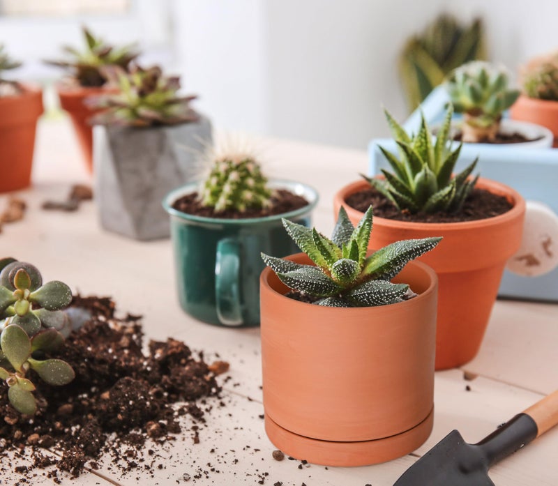 D'vine Dev X-Small 4 Inch Terracotta Plant Pot with Drainage Hole and Saucer, Round Cylinder Planter Pot for Indoor Plants, Set of 2, 40-X-B-1 - Image 5