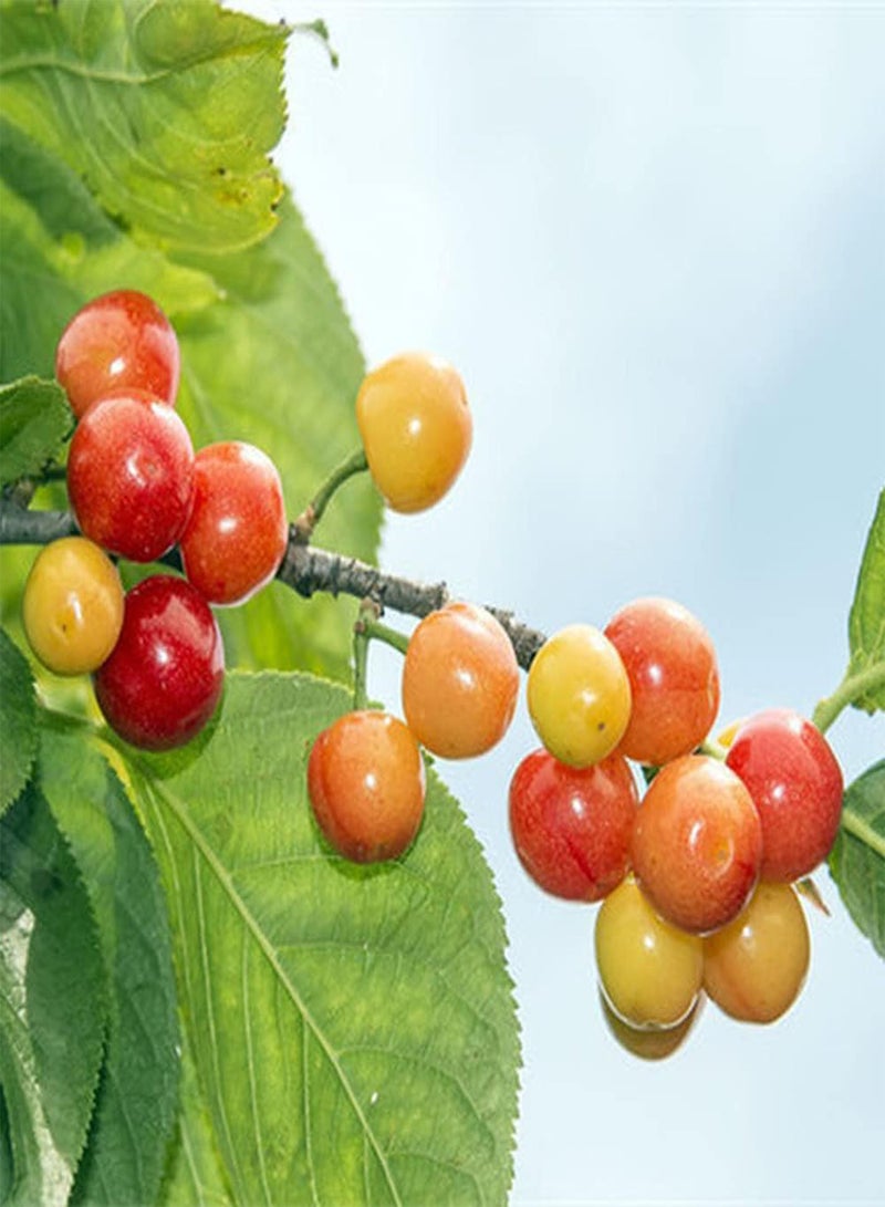 جي جوت 50 قطعة من بذور الكرز، فواكه صغيرة حلوة وعصرية لزراعة الحدائق الخارجية، فواكه حمراء وأوراق خضراء لخلق مناظر طبيعية مختلفة للحدائق - Image 3