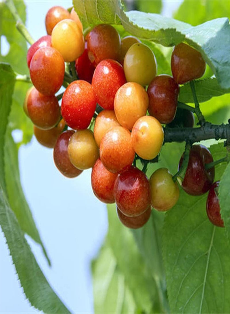 جي جوت 50 قطعة من بذور الكرز، فواكه صغيرة حلوة وعصرية لزراعة الحدائق الخارجية، فواكه حمراء وأوراق خضراء لخلق مناظر طبيعية مختلفة للحدائق - Image 1