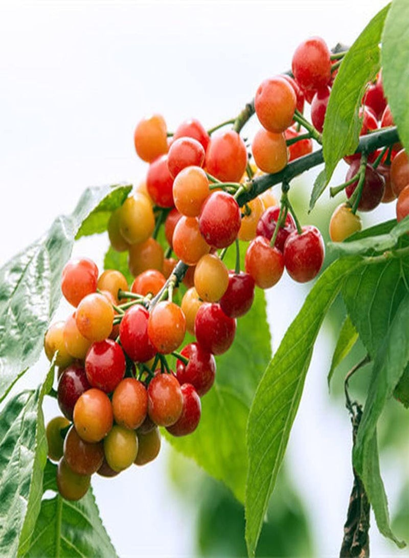 جي جوت 50 قطعة من بذور الكرز، فواكه صغيرة حلوة وعصرية لزراعة الحدائق الخارجية، فواكه حمراء وأوراق خضراء لخلق مناظر طبيعية مختلفة للحدائق - Image 2