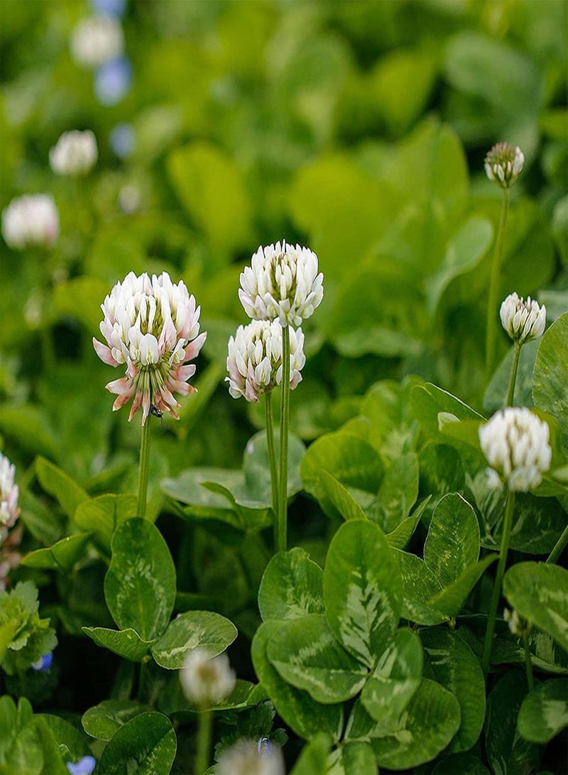 جي جوت 100 بذرة من بذور التريفوليوم، نبات ثنائي الحول سريع النمو طبيعي، نبات بونساي أبيض، زهرة، حديقة منزلية، ديكور خارجي، بذور البرسيم الهولندي - Image 1