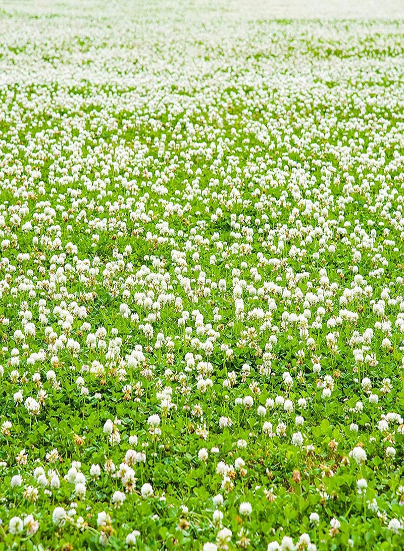 جي جوت 100 بذرة من بذور التريفوليوم، نبات ثنائي الحول سريع النمو طبيعي، نبات بونساي أبيض، زهرة، حديقة منزلية، ديكور خارجي، بذور البرسيم الهولندي - Image 5