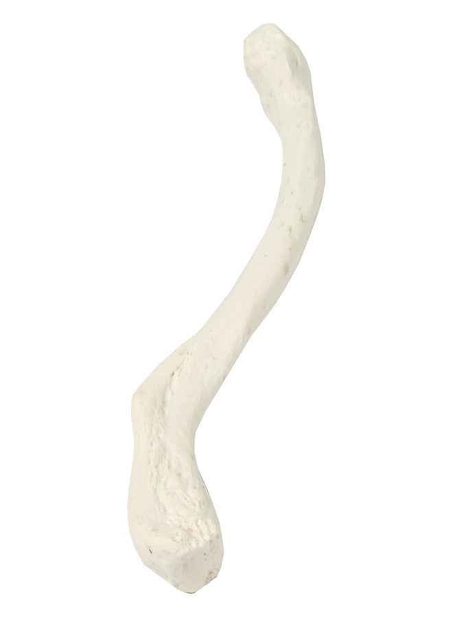 Axis Scientific Clavicle Bone Model | Right | Cast from Real Human Clavicle Bone l Human Collarbone Model Has Realistic Texture and Important Bony Landmarks | Includes Product Manual - Image 3