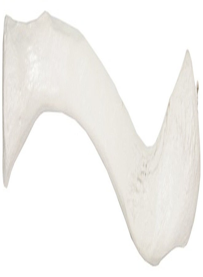 Axis Scientific Clavicle Bone Model | Right | Cast from Real Human Clavicle Bone l Human Collarbone Model Has Realistic Texture and Important Bony Landmarks | Includes Product Manual - Image 2