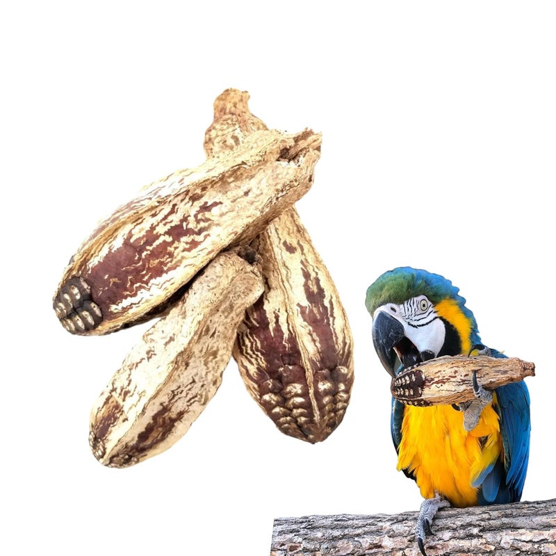 JOYNAGAR 20-Piece Natural Dried Natural Mahogany Pods Bird Toys for All Birds - Wooden Parrot Toys for Beak Health and Avian Enrichment - Image 1