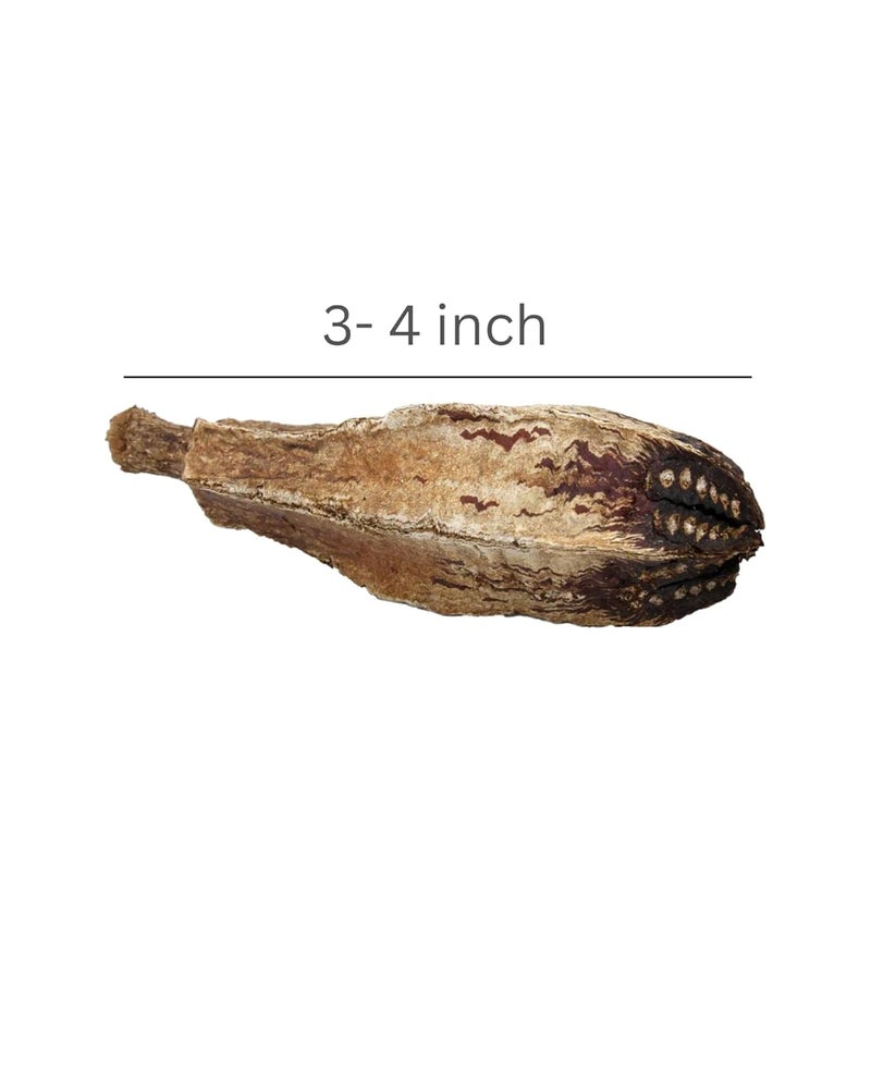 JOYNAGAR 20-Piece Natural Dried Natural Mahogany Pods Bird Toys for All Birds - Wooden Parrot Toys for Beak Health and Avian Enrichment - Image 2