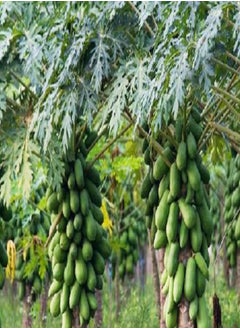 Papaya Tree