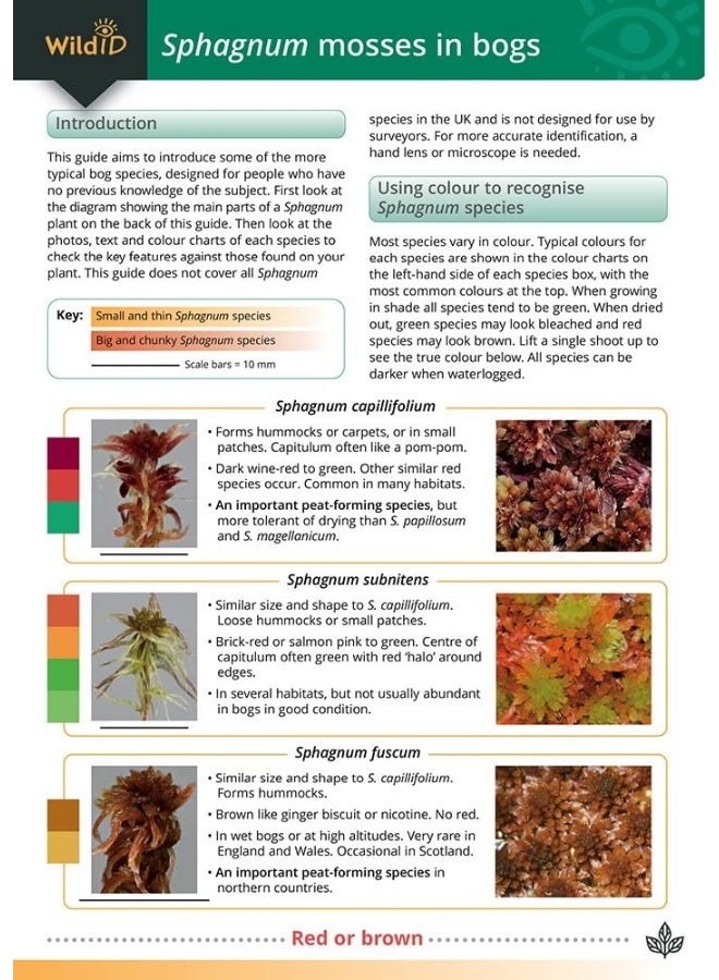 Field Guide to Sphagnum Mosses in Bogs - Image 1