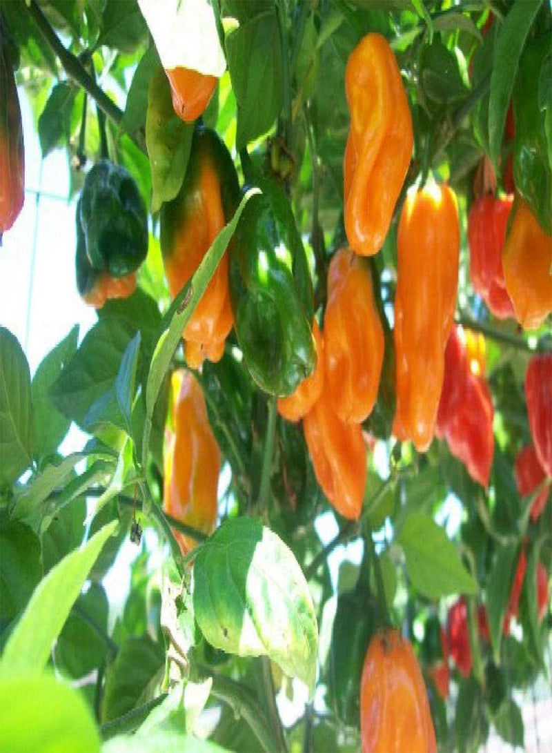 GGOOT 75 x Habanero Caribbean Orange Chilli Pepper - Vegetable/Fruit Seeds - Image 1