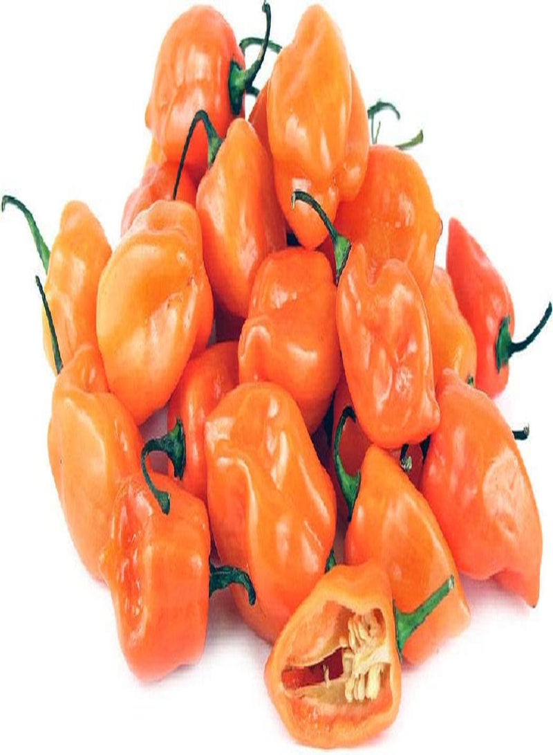 GGOOT 75 x Habanero Caribbean Orange Chilli Pepper - Vegetable/Fruit Seeds - Image 3