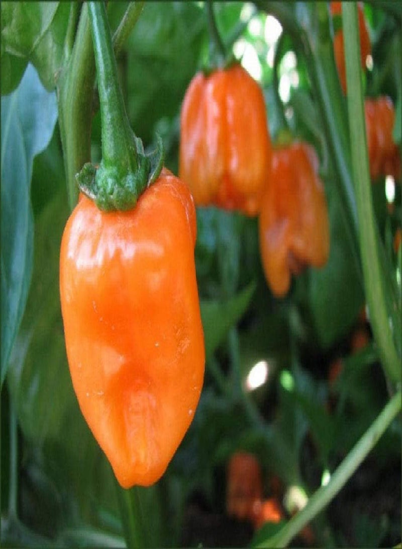 GGOOT 75 x Habanero Caribbean Orange Chilli Pepper - Vegetable/Fruit Seeds - Image 2