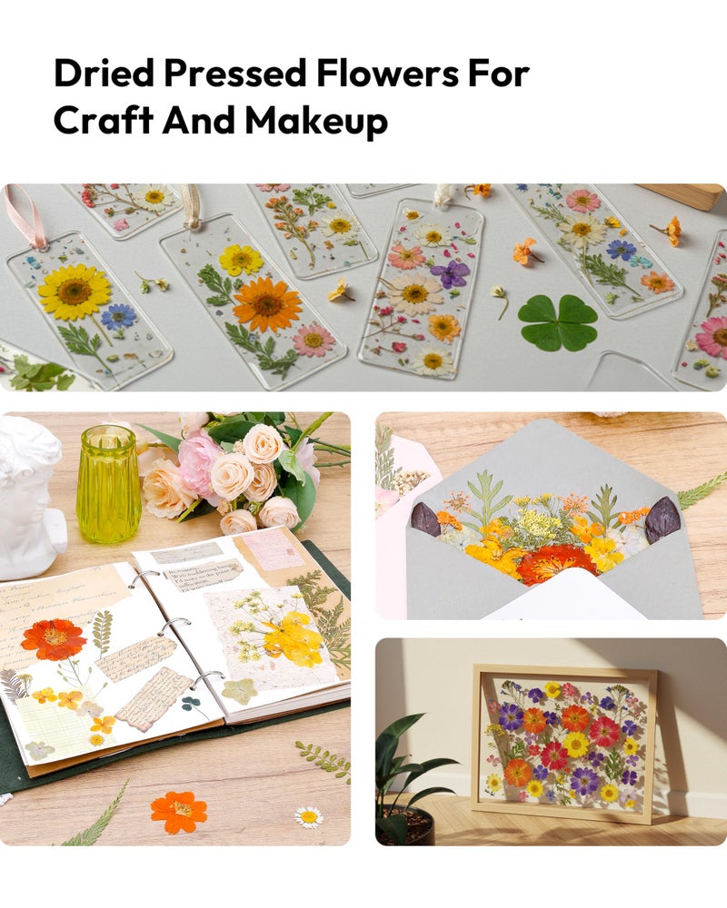 Resiners Dried Pressed Flowers, Resiners Dried Flowers for Candle Making Real Natural Pressed Flowers Dry Leaves Kit for DIY Crafts Resin Soap Scrapbook Card Making Jewelry (Gerbera Daisy 100pcs) - Image 2