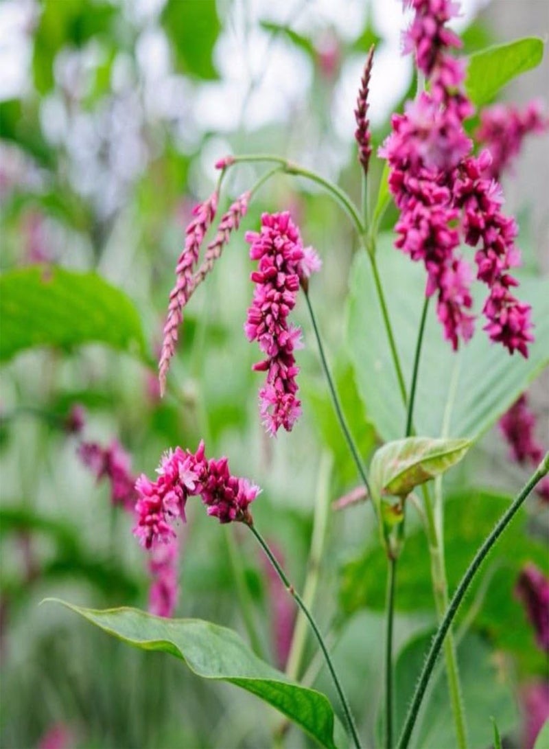 GGOOT Kiss-Me-Over-The-Garden-Gate Seeds (Polygonum orientale) Packet of 20 Seeds 