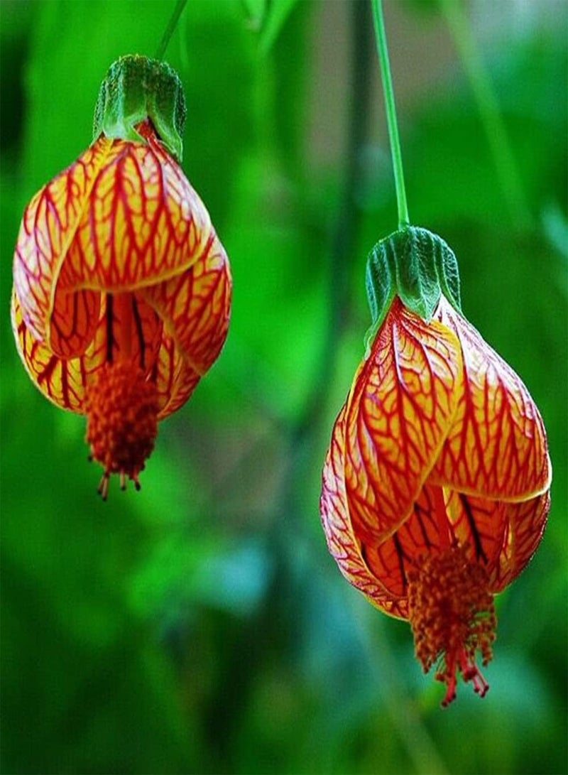 100Pcs Abutilon Pictum Flower Seeds Growing Kit Outdoor Balcony Bonsai Pots Garden Yard Easy Planting Seedlings Pack Seeds 1size