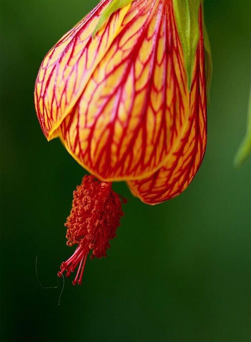 100Pcs Abutilon Pictum Flower Seeds Growing Kit Outdoor Balcony Bonsai Pots Garden Yard Easy Planting Seedlings Pack Seeds 1size