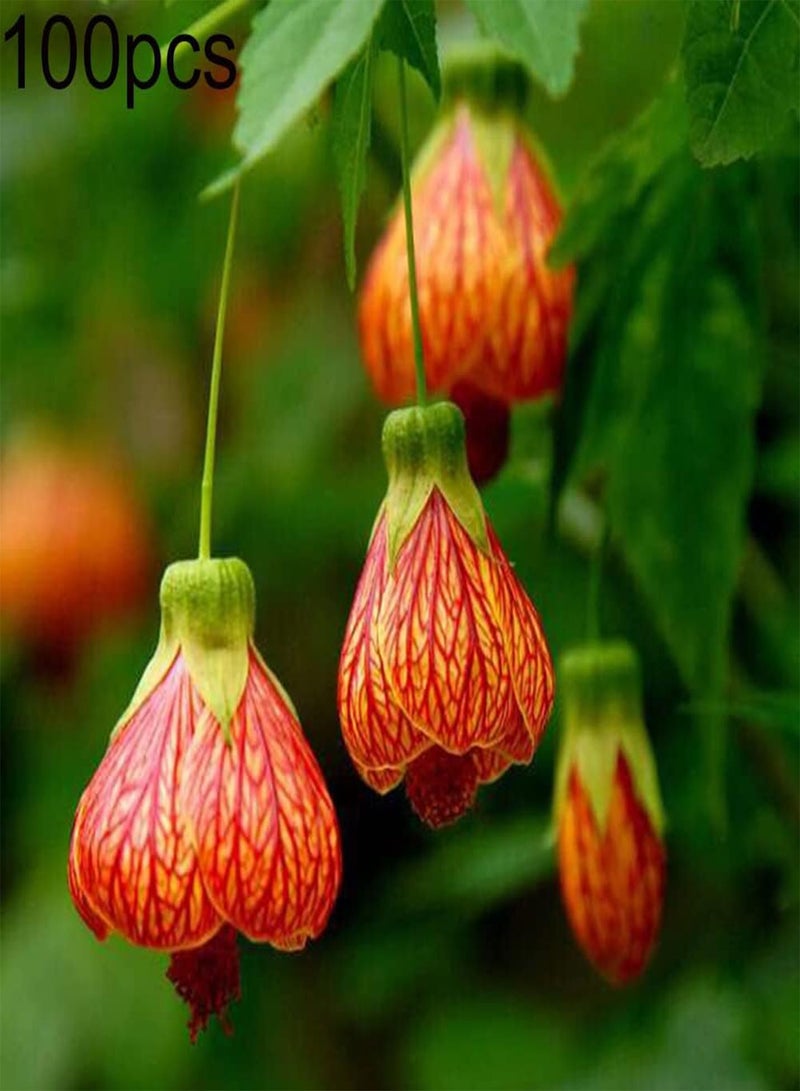 100Pcs Abutilon Pictum Flower Seeds Growing Kit Outdoor Balcony Bonsai Pots Garden Yard Easy Planting Seedlings Pack Seeds 1size