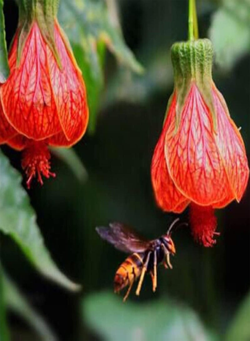 100Pcs Abutilon Pictum Flower Seeds Growing Kit Outdoor Balcony Bonsai Pots Garden Yard Easy Planting Seedlings Pack Seeds 1size