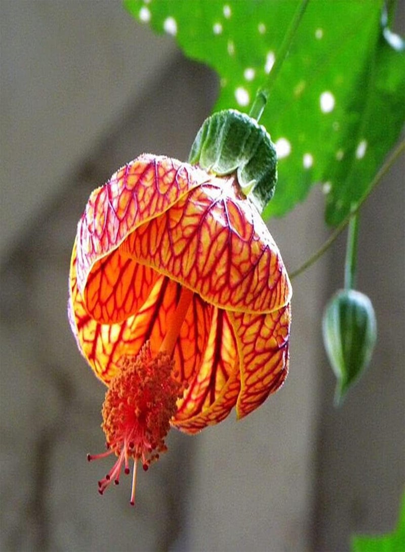 100Pcs Abutilon Pictum Flower Seeds Growing Kit Outdoor Balcony Bonsai Pots Garden Yard Easy Planting Seedlings Pack Seeds 1size