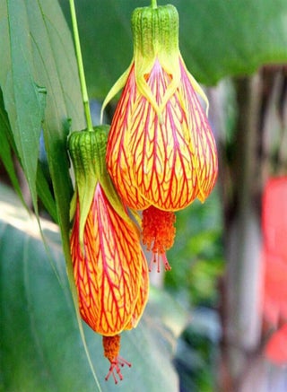 100Pcs Abutilon Pictum Flower Seeds Growing Kit Outdoor Balcony Bonsai Pots Garden Yard Easy Planting Seedlings Pack Seeds 1size - pzsku/Z00F978C65A8707F61AA1Z/45/_/1740894470/21564f39-c22d-45f0-9fca-a8f8573c7b24