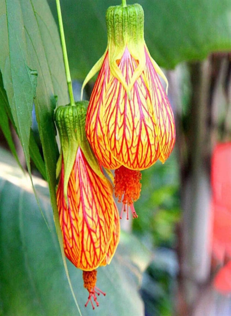 100Pcs Abutilon Pictum Flower Seeds Growing Kit Outdoor Balcony Bonsai Pots Garden Yard Easy Planting Seedlings Pack Seeds 1size