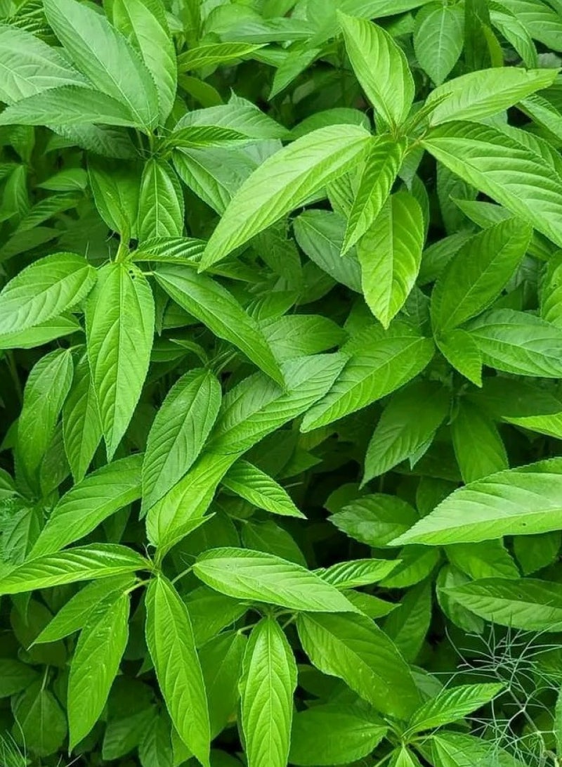 بذور الملوخية للزراعة - بذور الملوخية للزراعة - Image 2
