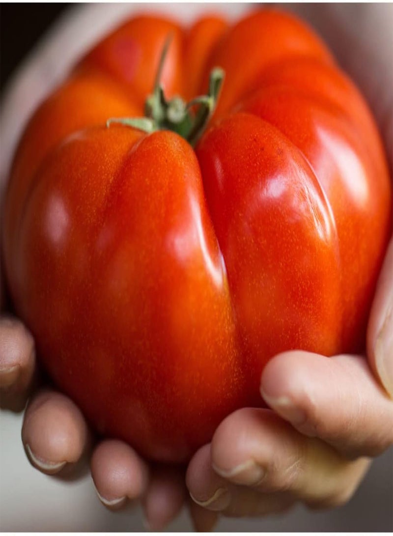 جي جوت بذور طماطم جيجانتونو F1 - سولانوم ليكوبيرسيكوم، زراعة منزلية باستخدام مشعل ثقيل، 10 بذور - Image 5