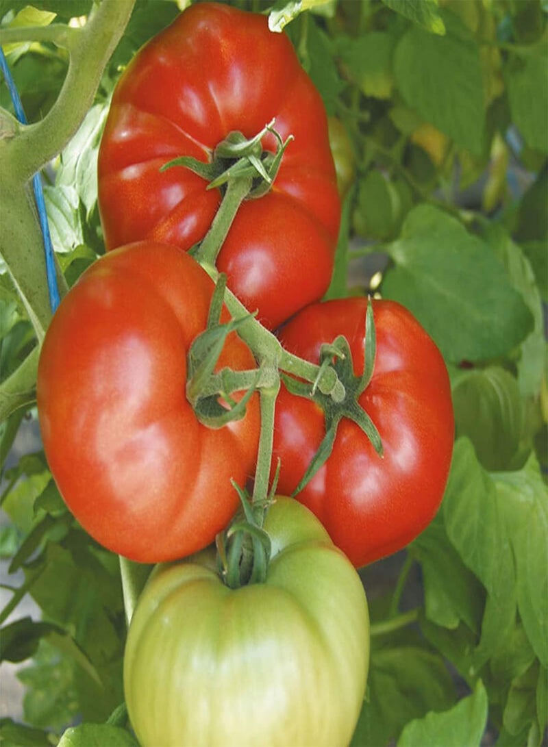 جي جوت بذور طماطم جيجانتونو F1 - سولانوم ليكوبيرسيكوم، زراعة منزلية باستخدام مشعل ثقيل، 10 بذور - Image 2