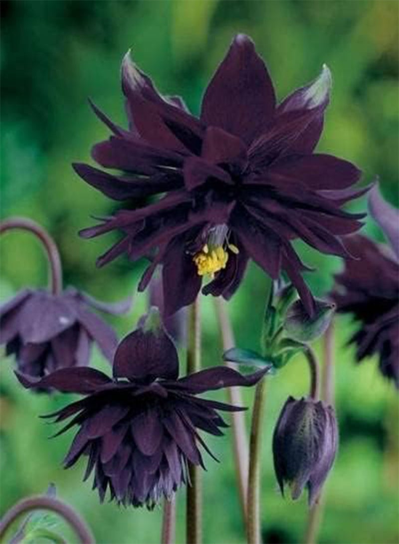GGOOT Aquilegia 'Barlow Black' 20 Seeds Granny's Bonnet -DoubleAlmost Black Flowers