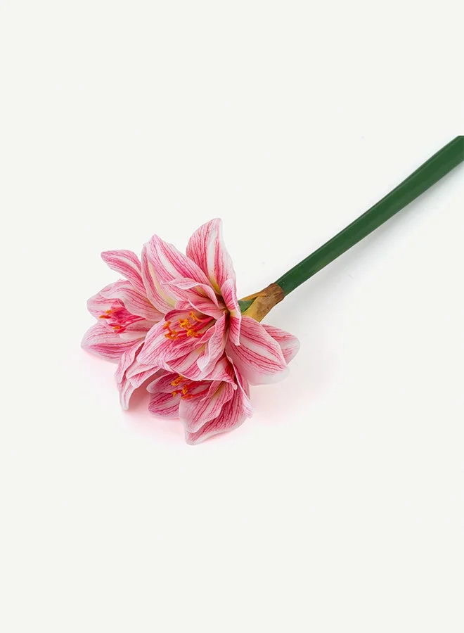 OC HOME Clivia Miniatia Flower -Pastel Pink