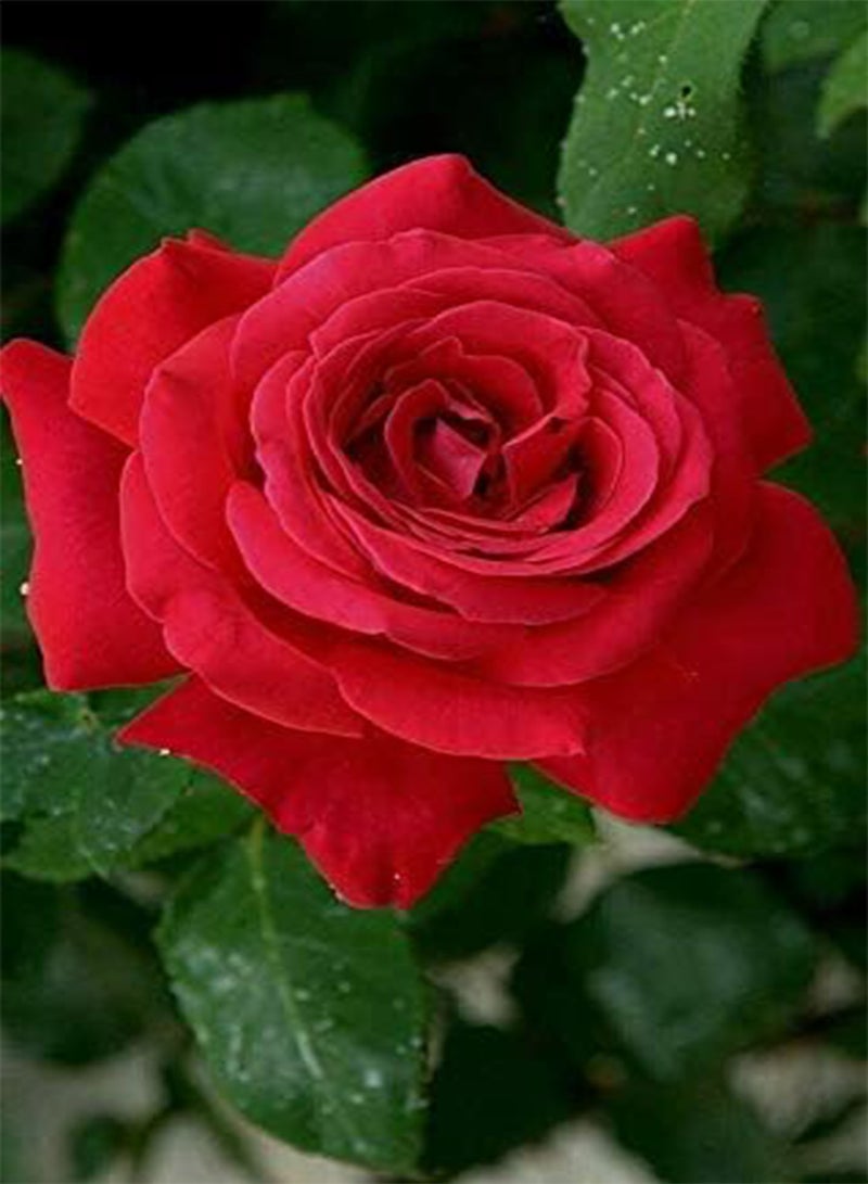 جي جوت بذور طازجة 2 قطعة بذور زهرة وردة الصحراء للزراعة باللون الأحمر الداكن