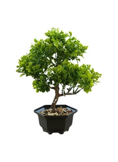 Generic Artificial Plant Potted Plants Simulation Green Plant Decoration Suitable for Office Home Furnishings Living Rooms Bedrooms Height 25cm Plastic Flower Pots Fake Plants (A-2)  - Image 1