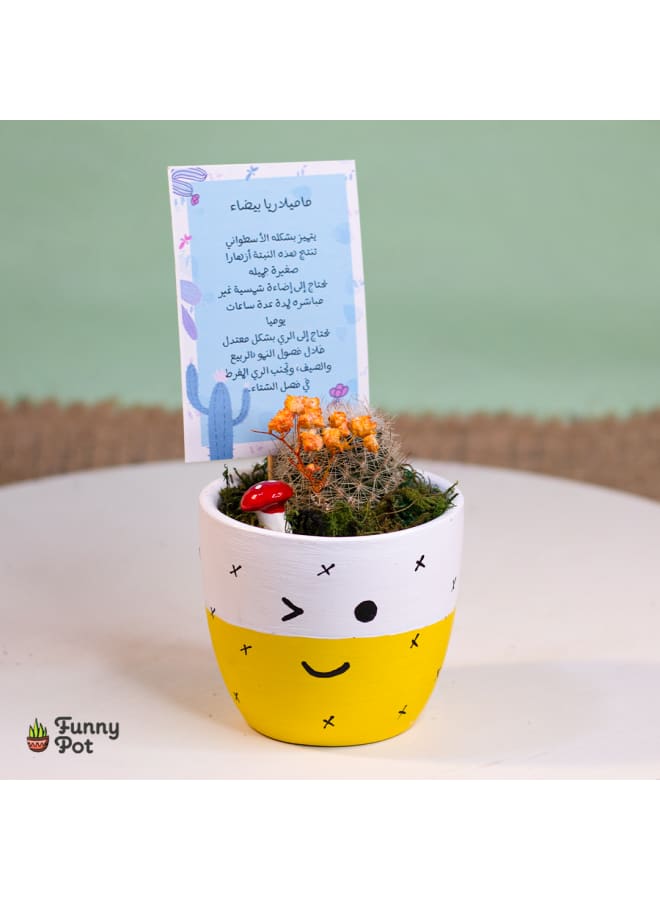 Decorative Handmade Pottery Plant Pot with natural cactus - yellow & white - 10*8cm