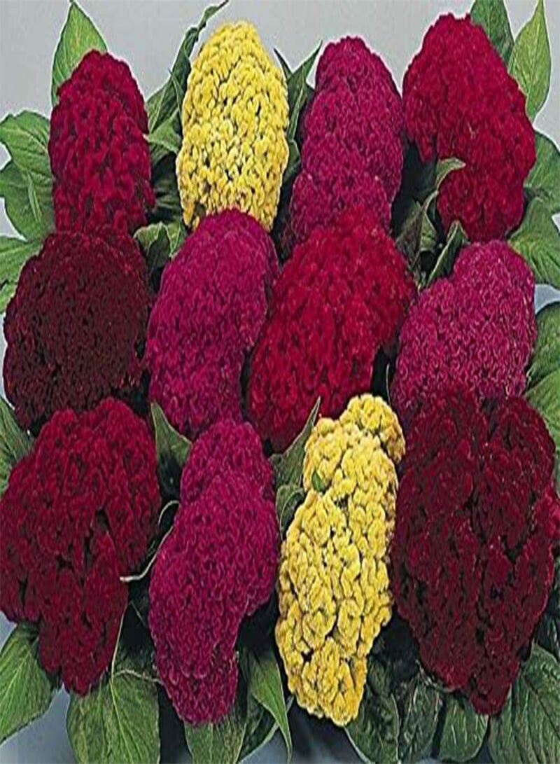 GGOOT Celosia Amigo Mixed Seeds Approx. 50 Seeds Pot or Tub Plant