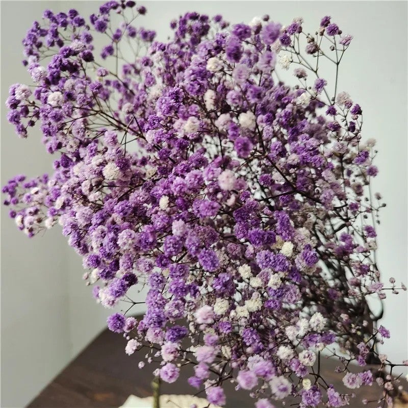 Bluejw Yopin-2226 Dried Gypsophila Flowers – Preserved Baby's Breath for Weddings, DIY Crafts & Home Decor | Natural Dried Plants, Long-Lasting Bouquet Filler - Image 1