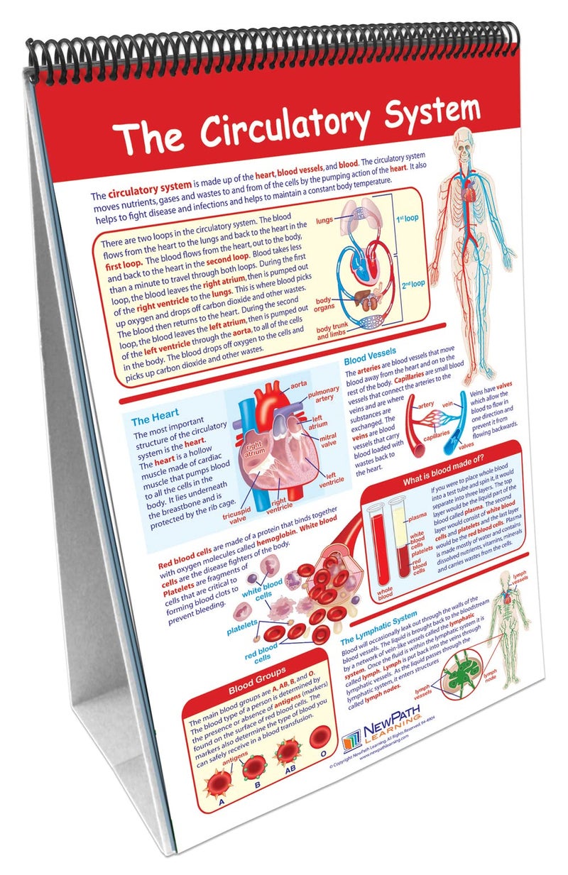 New Path Learning NewPath Learning 10 Piece Human Body Science Curriculum Mastery Flip Chart Set, Grade 6-10 - Image 2