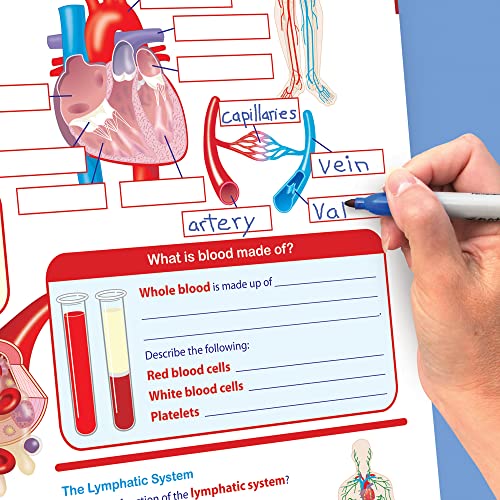 New Path Learning NewPath Learning 10 Piece Human Body Science Curriculum Mastery Flip Chart Set, Grade 6-10 - Image 3